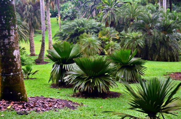 istock Palm glade in the botanic garden 1217691402