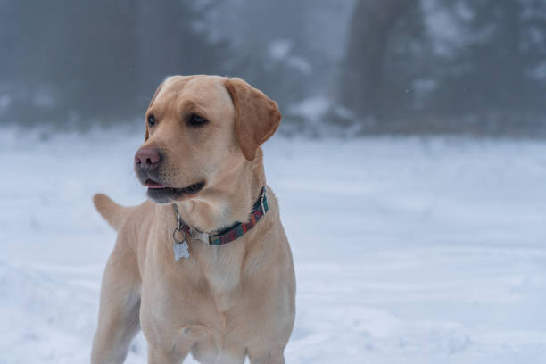 istock Golden retriever in winter mountains. 1217691555
