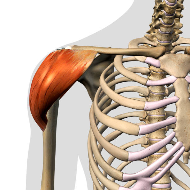deltoid muscle aislado anterior vista hombro anatomía sobre fondo blanco - deltoid fotografías e imágenes de stock