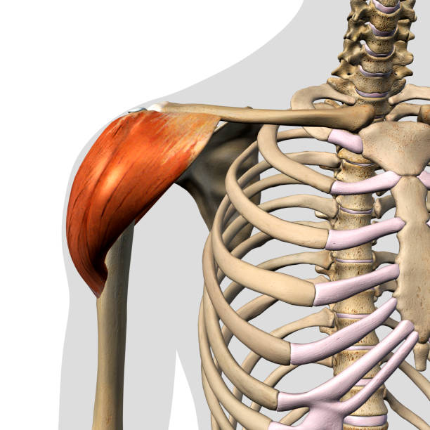 músculo deltóide isolado anterior vista anatomia do ombro em fundo branco - x ray x ray image shoulder human arm - fotografias e filmes do acervo