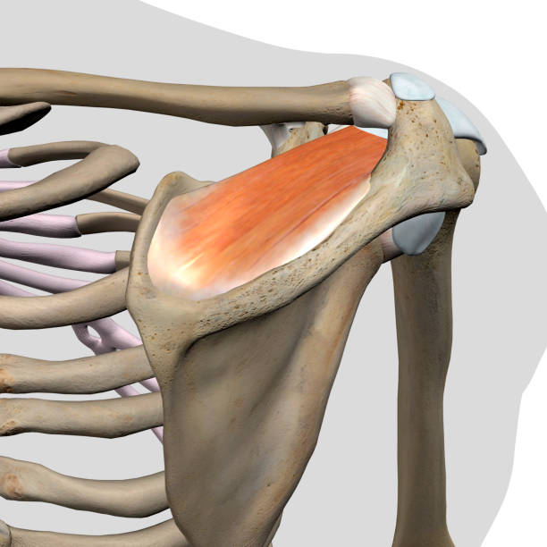 supraspinatus мышц изолированные плеча анатомия задний вид на белом фоне - rotator cuff стоковые фото и изображения
