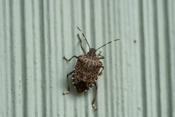 Brown Marmorated Stink Bug in Springtime stock photo