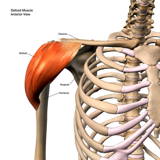 deltoid muscle aislado anterior view hombro anatomía etiquetada sobre fondo blanco - deltoid fotografías e imágenes de stock