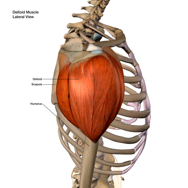 anatomía aislada muscular deltoides etiquetada vista lateral sobre fondo blanco - deltoid fotografías e imágenes de stock