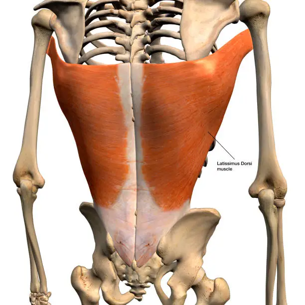 Photo of Latissimus Dorsi Muscles Isolated Anatomy Posterior View on White Background