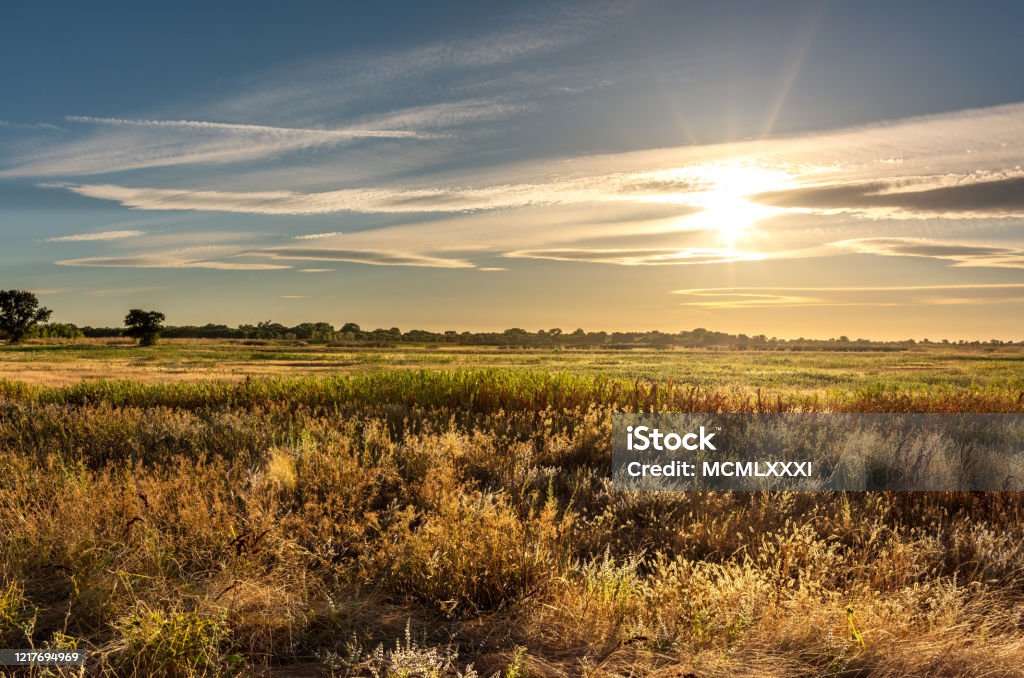 Golden hour landscape of wild grass flowing in the wind in the wetlands of the Cosumnes River Preserve in Galt California with the sun setting through clouds on the horizon. Grass Area Stock Photo
