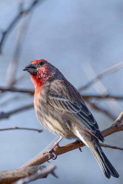 istock male house finch 1217695956