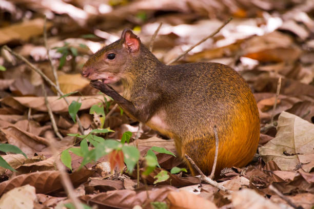 Common Agouti photographed in Linhares, Espirito Santo, Southeast of Brazil Common Agouti photographed in Linhares, Espirito Santo, Southeast of Brazil. Atlantic Forest Biome. Picture made in 2013. dasyprocta stock pictures, royalty-free photos & images