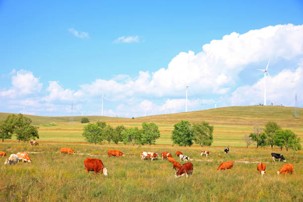 istock Cattle and wind turbines in the grassland 1217696789