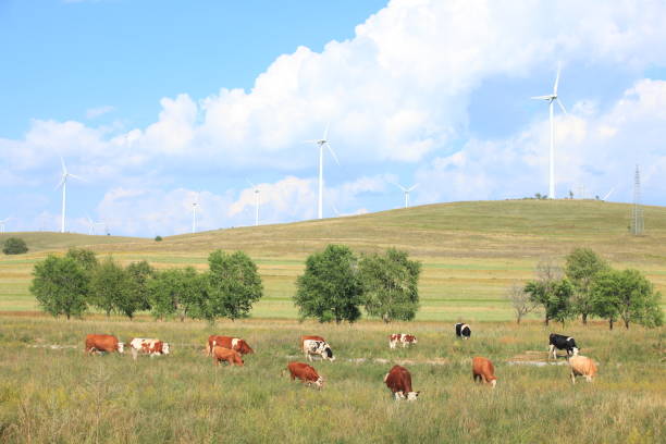 istock Cattle and wind turbines in the grassland 1217696801