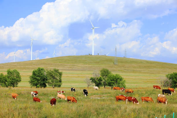 istock Cattle and wind turbines in the grassland 1217696863
