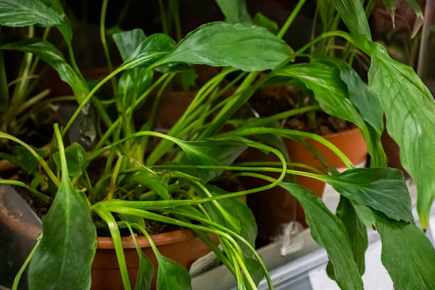 istock Beautiful  plants in pots close up. 1217697711