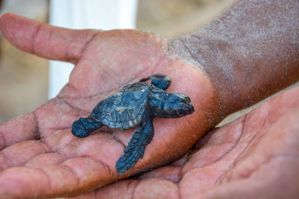 istock Baby turtles released for first time to beach. 1217699474