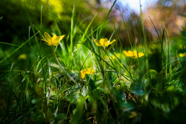 buttercups garden spring sunlight wall walled spring march april