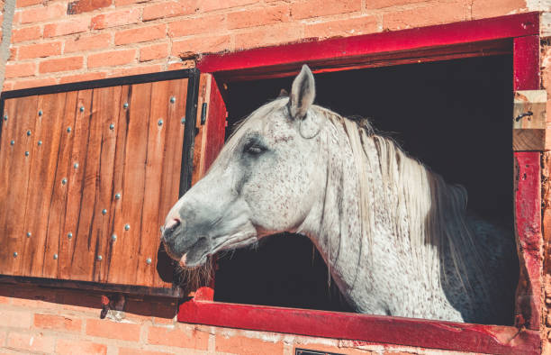istock Close up horse in the stable 1217701064