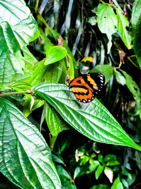 istock Observing nature and its colors, a baeautiful orange butterfly lives 1217701174