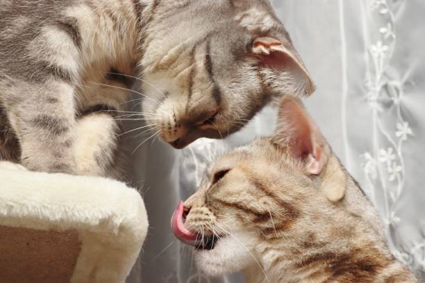 istock A good cat greeting you. 1217702249
