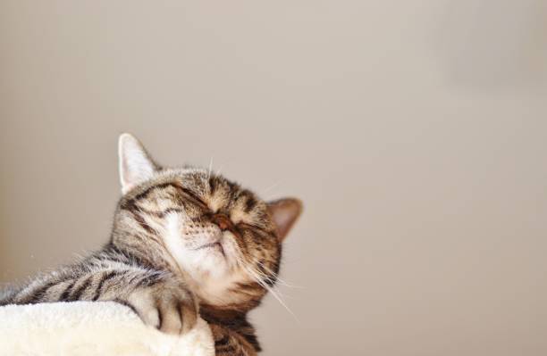 istock Quiet healing face cat. 1217703007