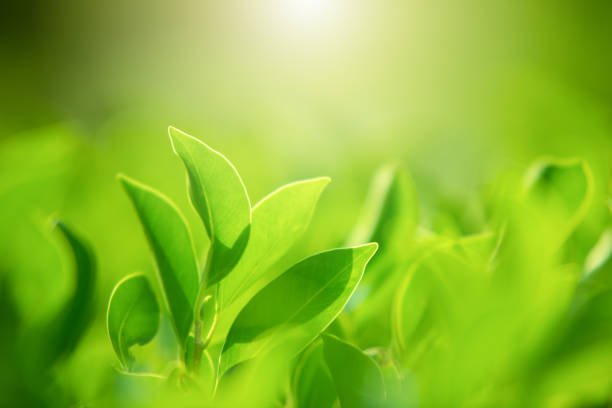 istock green leaves for background and wallpaper 1217704002