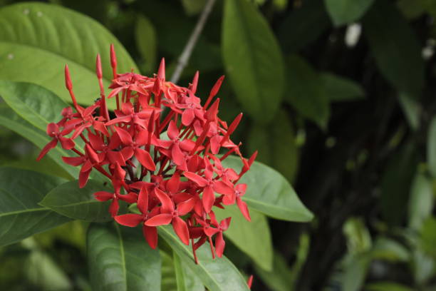 istock Tropical flowering plant 1217706106