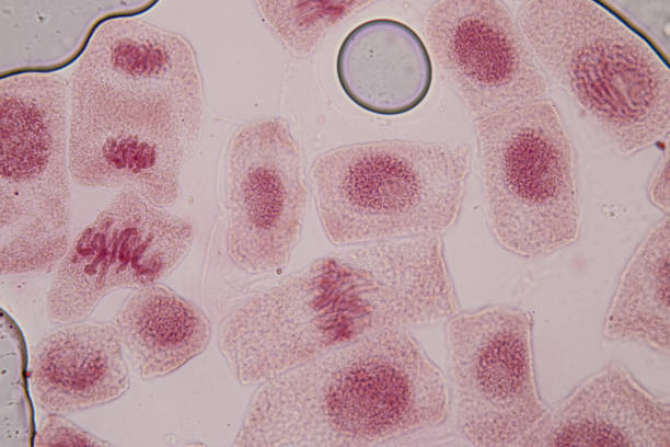 istock Root tip of Onion and Mitosis cell in the Root tip of Onion under a microscope. 1217707965