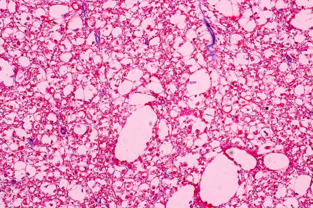istock Education anatomy and Histological sample of Human under the microscope. 1217708001