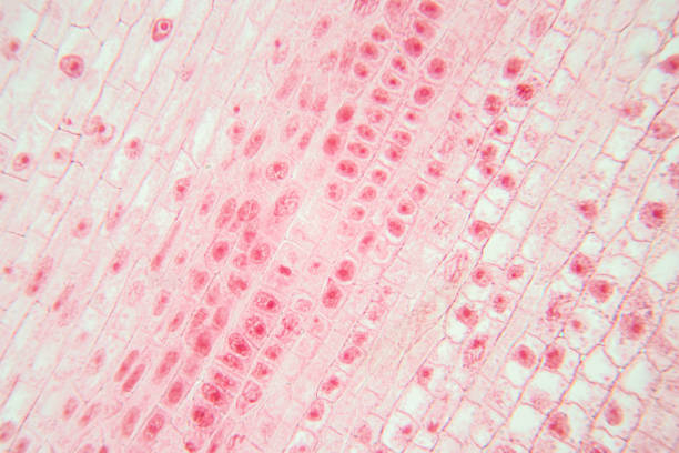 istock Root tip of Onion and Mitosis cell in the Root tip of Onion under a microscope. 1217708012