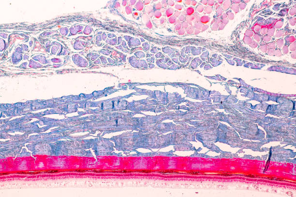 istock Education anatomy and Histological sample of Human under the microscope. 1217708022
