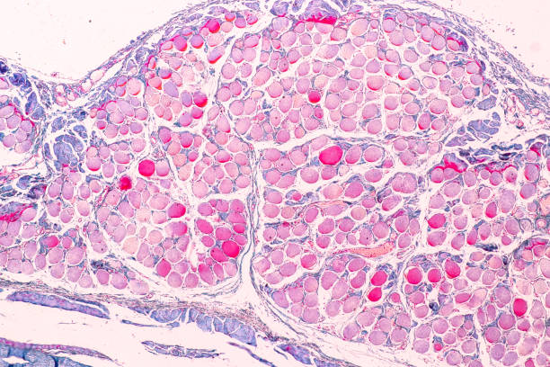 istock Education anatomy and Histological sample of Human under the microscope. 1217708032