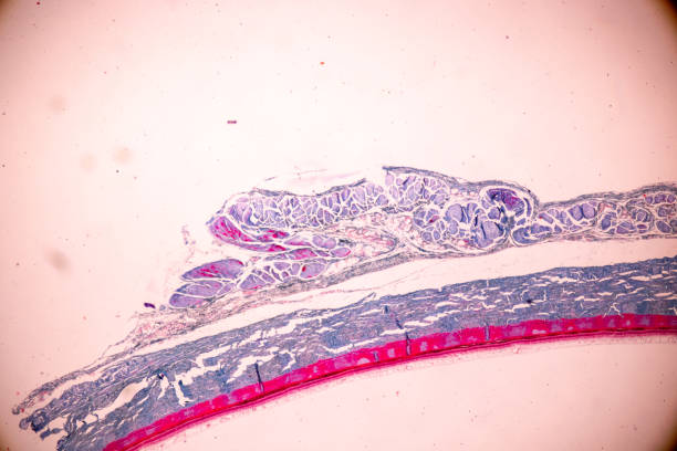 istock Education anatomy and Histological sample of Human under the microscope. 1217708071