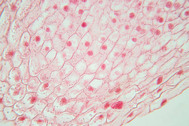 istock Root tip of Onion and Mitosis cell in the Root tip of Onion under a microscope. 1217708098