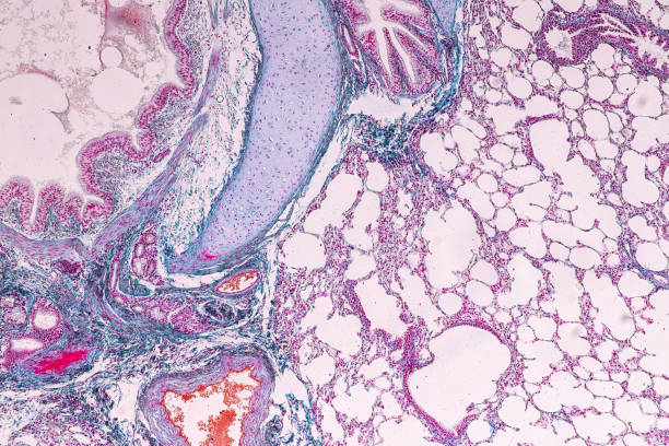 istock Education anatomy and Histological sample of Human under the microscope. 1217708727
