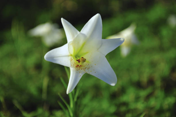 istock Taiwan Lily Taiwan 1217708963
