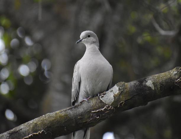 istock A Eurasian collared dove (Streptopelia decaocto) perched on a tree branch in California 1217709596