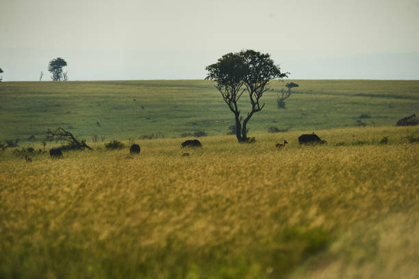 istock Murchison Falls National Park Uganda 1217710429