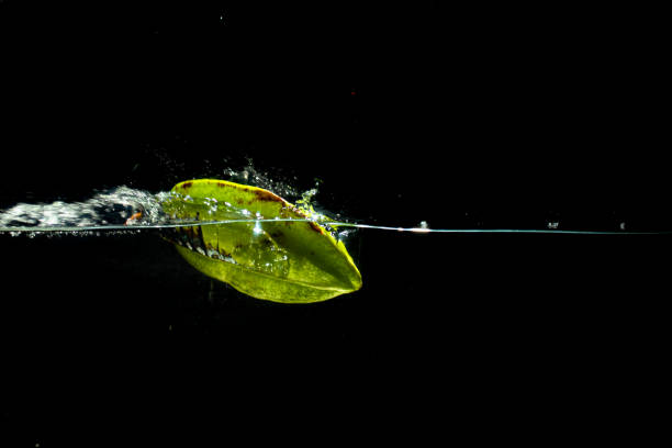 istock splash of fresh starfruit water with a black background 1217711421