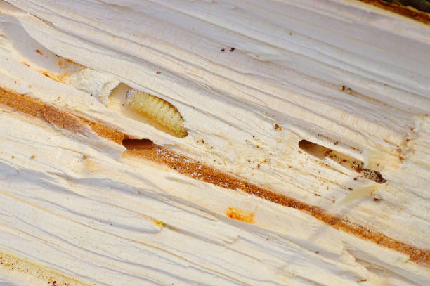 Bark Beetle pupae and galleries in spruce  wood