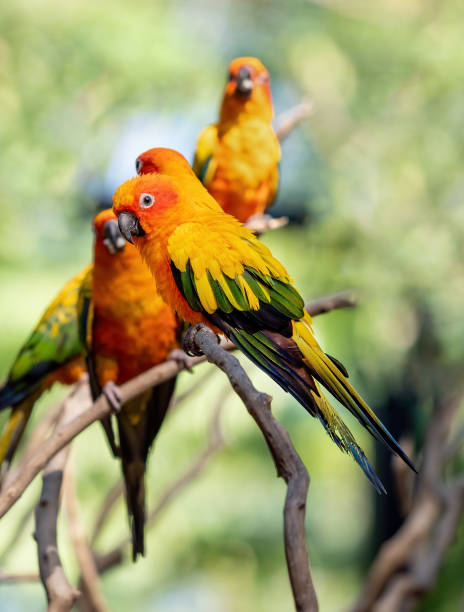 istock Close up Sun Conure Parrot Perched on Branch Isolated on Background 1217715395