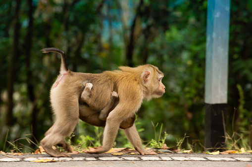 The baby monkeys are attached to the monkey mother that is walking on the ground safely and warmly in the big mountains of Thailand.