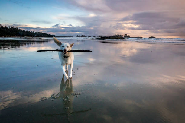 drammatico cielo al tramonto sulla spiaggia di chesterman vicino a tofino, sull'isola di vancouver. - canadian beach foto e immagini stock