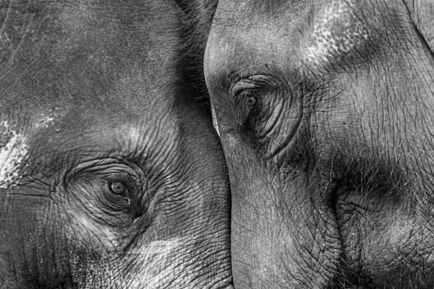 象のカップルは、クローズアップに直面する側の面を回す - animal close up elephant animal eye ストックフォトと画像