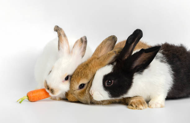 istock Three little rabbits with one fresh carrot on white background. Feeding animal. 1217716966