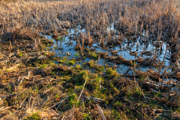 istock View of grassy wetland at spring 1217717217