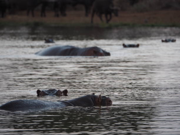istock Hippo pod in waterhole with buffalo background 1217722696