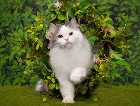 fluffy cat and a wreath of wild flowers