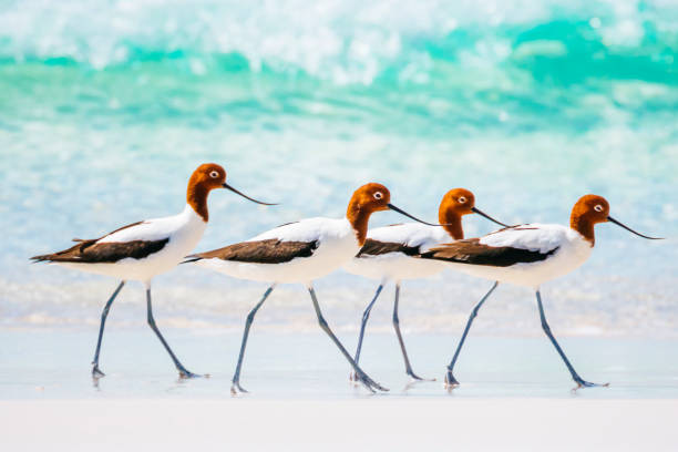 Red-necked avocets (Recurvirostra novaehollandiae) Red-necked avocets on the beach at Point Ann, Fitzgerald River National Park avocet stock pictures, royalty-free photos & images