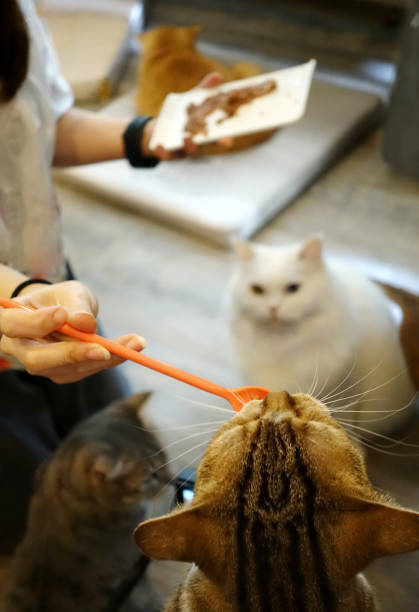 istock Woman feeds several cats and white cat waiting for to feed. 1217723449
