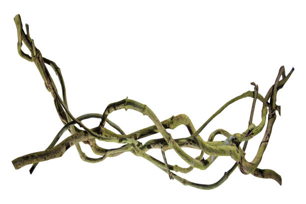 wood root. Spiral twisted jungle tree branch, vine liana plant isolated on white background, nature frame jungle border, Floral Desaign. clipping path included. HD Image and Large Resolution. can be used as wallpaper, real zise raíz de madera. rama espiral retorcida árbol de la selva, planta de liana de la vid aislada en el fondo blanco, borde de la selva marco de la naturaleza, floral desaign. ruta de recorte incluida. imagen hd y resolución grande. se puede utilizar como fon