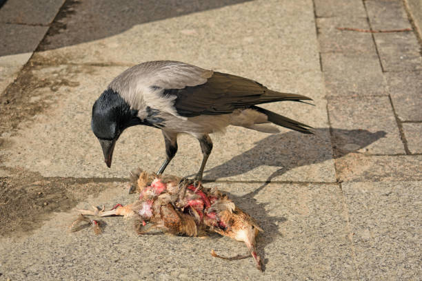 Crow eats a dead bird. Crow eats a dead bird.She gutted the insides with her beak. crow eating carrion stock pictures, royalty-free photos & images