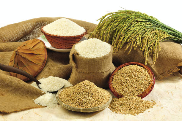 studio chụp các loại ngũ cốc khác nhau - rice by-products hình ảnh sẵn có, bức ảnh & hình ảnh trả phí bản quyền một lần